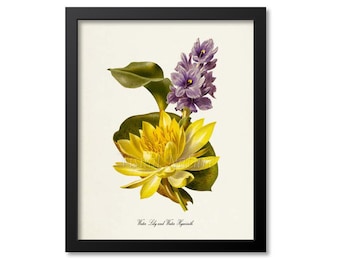 Water Lily and Water Hyacinth Flower Art Print, Lily Botanical Art Print, Flower Wall Art, Flower Print, Floral Print