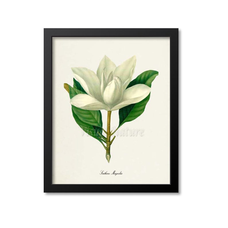 May include: A vintage botanical illustration of a Southern Magnolia flower with white petals and green leaves. The text "Southern Magnolia" is printed below the flower.