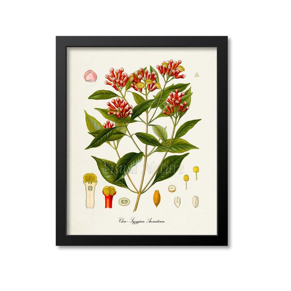 Clove Botanical Print, Clove Botanical Art Print, Clove Wall Art, Clove Decor, Syzygium Aromaticum