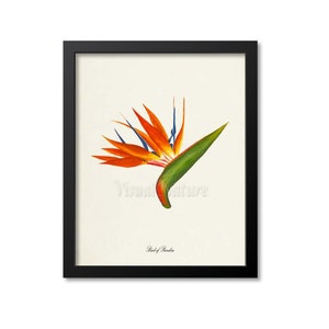 Bird of Paradise Flower Art Print, Botanical Art Print, Flower Wall Art, Flower Print, Floral Print, Yellow Flower, yellow orange flower art