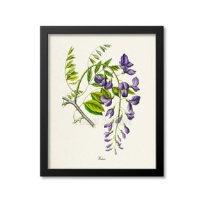 Wisteria Flower Art Print, Wisteria Botanical Art Print, Flower Wall Art Print, Floral, Home Decor, Wisteria Art Print, purple
