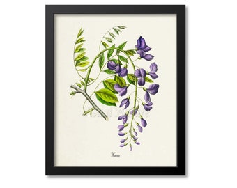 Wisteria Flower Art Print, Wisteria Botanical Art Print, Flower Wall Art Print, Floral, Home Decor, Wisteria Art Print, purple