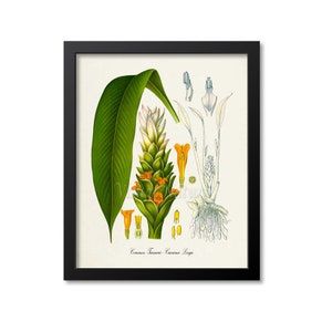 Turmeric Botanical Print, Turmeric Botanical Art Print, Turmeric Wall Art, Turmeric Decor, Common Turmeric, Curcuma Longa