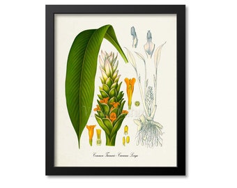 Turmeric Botanical Print, Turmeric Botanical Art Print, Turmeric Wall Art, Turmeric Decor, Common Turmeric, Curcuma Longa