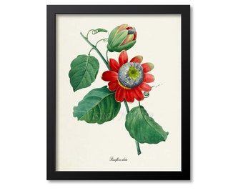 Winged-stem passion Flower Art Print, Botanical Art Print, Flower Wall Art, Flower Print, Floral Print, Redoute, red,green, Passiflora alata