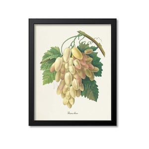 White Grapes Botanical Print, White Grapes Art Print, Wall Art, Fruit Art, Fruit Print, Kitchen Art, Wine Art, Redoute Art, Raisins blancs