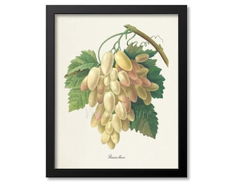 White Grapes Botanical Print, White Grapes Art Print, Wall Art, Fruit Art, Fruit Print, Kitchen Art, Wine Art, Redoute Art, Raisins blancs