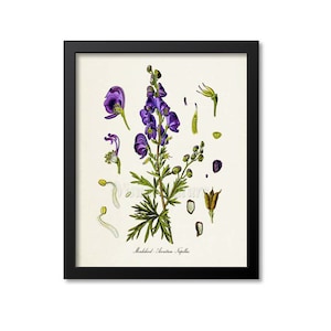 Monkshood Botanical Print Wall Art, Medicinal Plant, Aconitum Napellus