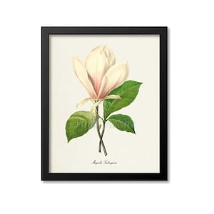 Magnolia Flower Art Print, Magnolia Soulangiana Botanical Art Print, Louisiana State Flower Wall Art, Flower Print