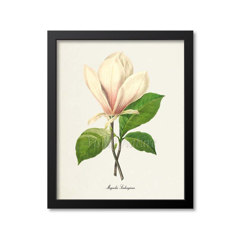 Magnolia Flower Art Print Magnolia Soulangiana Botanical Art - Etsy