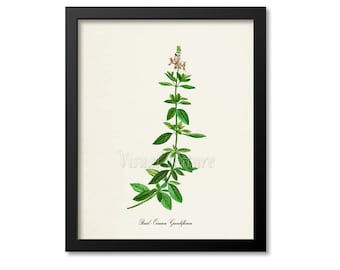 Basil Botanical Print, Basil Botanical Art Print, Basil Wall Art, Herb Print, Ocimum Grandiflorum