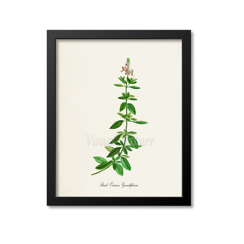 Basil Botanical Print, Basil Botanical Art Print, Basil Wall Art, Herb Print, Ocimum Grandiflorum image 1