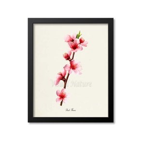 Peach Flower Art Print, Botanical Art Print, Flower Wall Art, Flower Print, Floral Print, pink flower print