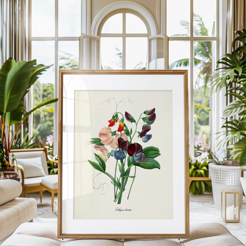 May include: A framed botanical illustration of a cluster of sweet pea flowers. The flowers are pink, red, purple, and blue. The illustration is on a white background with the text "Lathyrus odoratus" at the bottom.