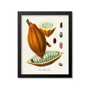 Cacao Botanical Print, Chocolate Botanical Art Print, Cocoa Tree, Cocoa Beans, Cacao Wall Art, Cacao Decor, Theobroma Cacao