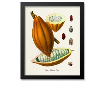 Cacao Botanical Print, Chocolate Botanical Art Print, Cocoa Tree, Cocoa Beans, Cacao Wall Art, Cacao Decor, Theobroma Cacao