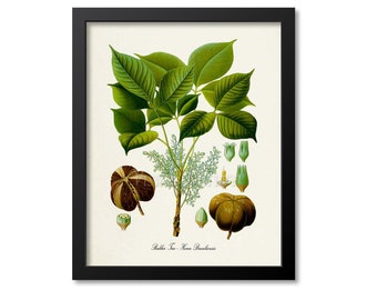 Rubber Tree Botanical Print, Rubber Plant Botanical Art Print, Rubber Tree Wall Art, Rubber Tree Decor, Rubber Plant, Hevea Brasiliensis