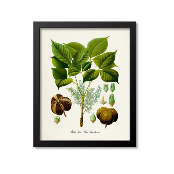 Rubber Tree Botanical Print, Rubber Plant Botanical Art Print, Rubber Tree  Wall Art, Rubber Tree Decor, Rubber Plant, Hevea Brasiliensis - Etsy