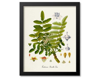 Frankincense Botanical Print, Frankincense Botanical Art Print, Frankincense Wall Art, Frankincense Decor, Aromatherapy Art, Boswellia Sacra