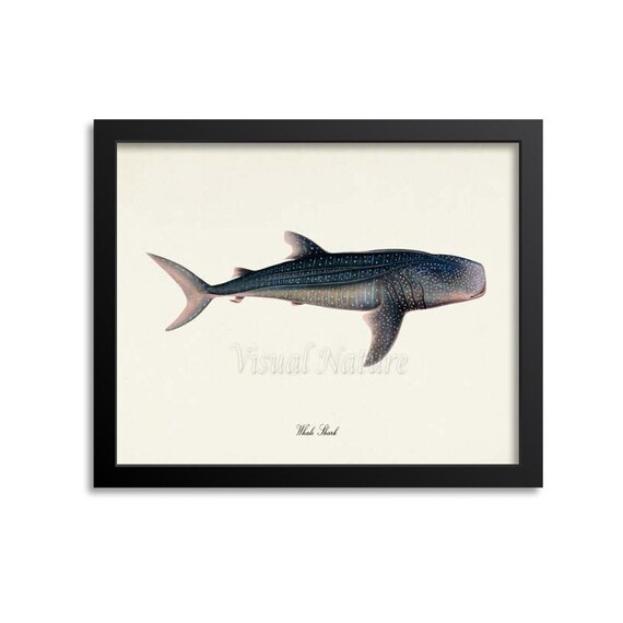 Whale Shark Art, Whale Shark Art Print, Whale Shark Wall Art, Whale Shark Print, Sea Life, Ocean Art Print, Rhincodon typus