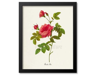 Thornless Rose Flower Art Print, Botanical Art Print, Flower Wall Art, Flower Print, Floral Print, Red Rose Art Print, Home Decor