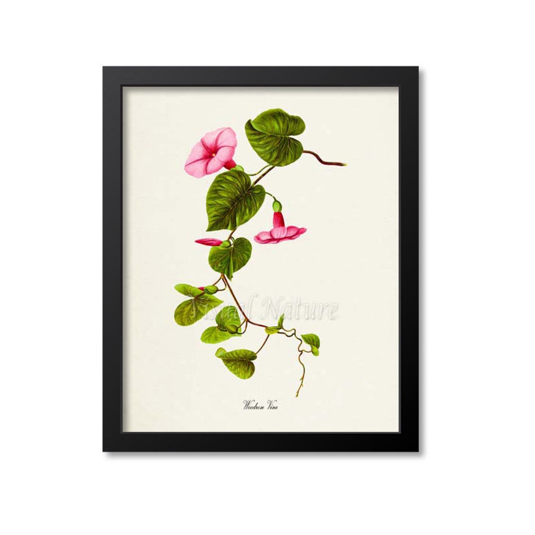 Woodrose Vine Flower Art Print, Botanical Art Print, Flower Wall Art, Flower Print, Pink, Green