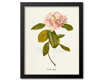 Carolina Azalea Flower Art Print, Botanical Art Print, Flower Wall Art, Flower Print, Floral Print, Pink Flower