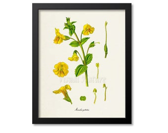 Mimulus Flower Art Print, Monkeyflower Botanical Art Print, Flower Wall Art, Flower Print, Floral Print, Yellow Flower, Mimulus guttatus