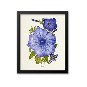 Petunia Flower Art Print, Petunia Botanical Art Print, Flower Wall Art Print, Floral, Home Decor, purple