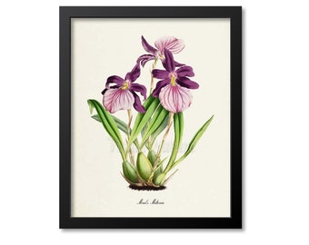 Purple Orchid Flower Art Print, Botanical Art Print, Flower Wall Art, Orchid Flower Print, Floral Print, Home Decor, Morel's Miltonia