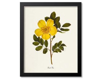Beach Rose Flower Art Print, Botanical Art Print, Flower Wall Art, Flower Print, Floral Print, Yellow Flower, Yellow Rose Print