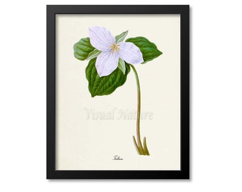 Trillium Flower Art Print, Botanical Art Print, Flower Wall Art, Flower Print, Floral Print, white lily
