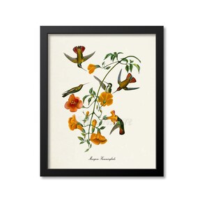 Mangrove Hummingbird Print, Bird Art Print, Bird Art, Bird Poster, Flower Art, Floral Garden, Hummingbird Art, green