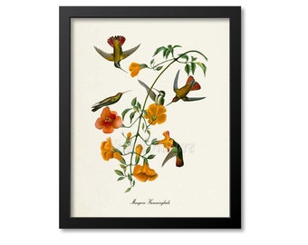 Mangrove Hummingbird Print, Bird Art Print, Bird Art, Bird Poster, Flower Art, Floral Garden, Hummingbird Art, green