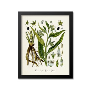 Common Comfrey Botanical Print, Common Comfrey Botanical Art Print, Common Comfrey Wall Art, Common Comfrey Decor, Symphytum Officinale