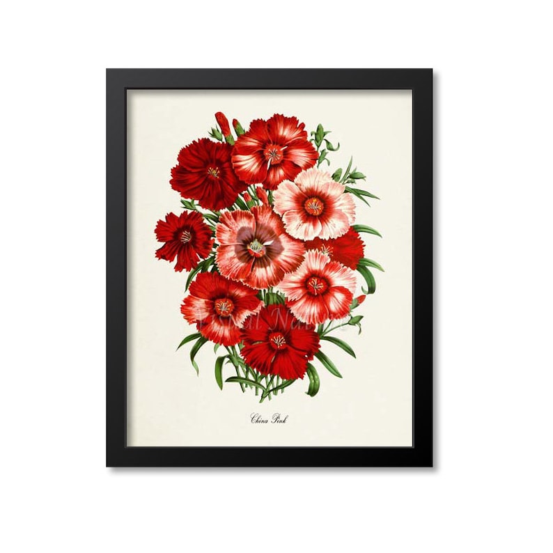 China Pink Flower Art Print Botanical Art Print Flower Wall Etsy