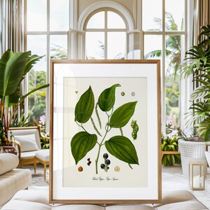 May include: A framed botanical illustration of black pepper, also known as Piper Nigrum, with green leaves and black peppercorns. The illustration is on a white background with a wooden frame.