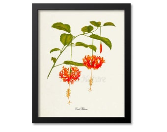 Coral Hibiscus Flower Art Print, Botanical Art Print, Flower Wall Art, Flower Print, Floral Print, Orange Flower, Orange Flower Print