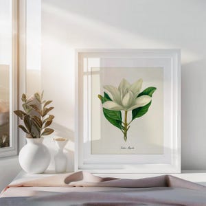 May include: A white framed print of a botanical illustration of a white magnolia flower with green leaves. The print is titled "Magnolia Grandiflora".