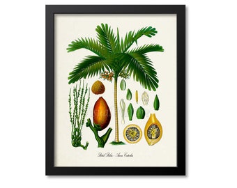 Betel Palm Tree Botanical Print, Palm Tree Botanical Art Print, Palm Tree Wall Art, Palm Tree Decor, Areca Catechu