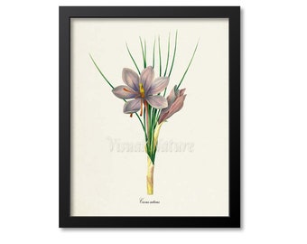 Saffron crocus, Autumn crocus Flower Art Print, Botanical Art Print, Flower Wall Art, Flower Print, Floral, Redoute, purple, Crocus sativus