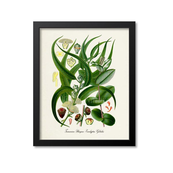 Tasmanian Bluegum Botanical Print, Bluegum Botanical Art Print, Tasmanian Bluegum Wall Art, Bluegum Decor, Eucalyptus Globulus