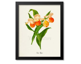 Lady's Slippers Flower Art Print, Botanical Art Print, Flower Wall Art, Flower Print, Floral, Orange Orchid Flower Art Print, Home Decor