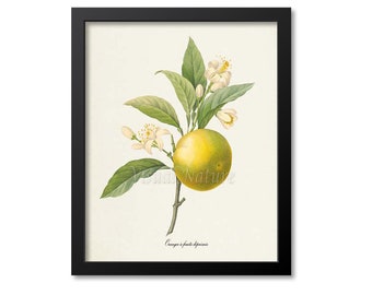 Orange Botanical Print, Orange Art Print, Fruit Art, Fruit Print, Kitchen Art, Garden, Redoute Art, white, Oranger a fruits deprimes