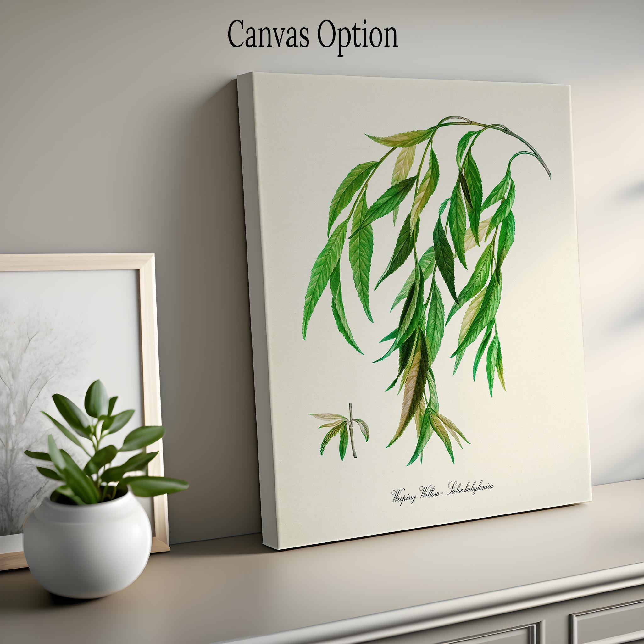 Weeping Willow Art Print, Botanical Tree Art Print, Willow