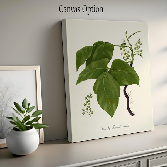 Poison Ivy Botanical Art Print, Poison Ivy Plant Wall Art
