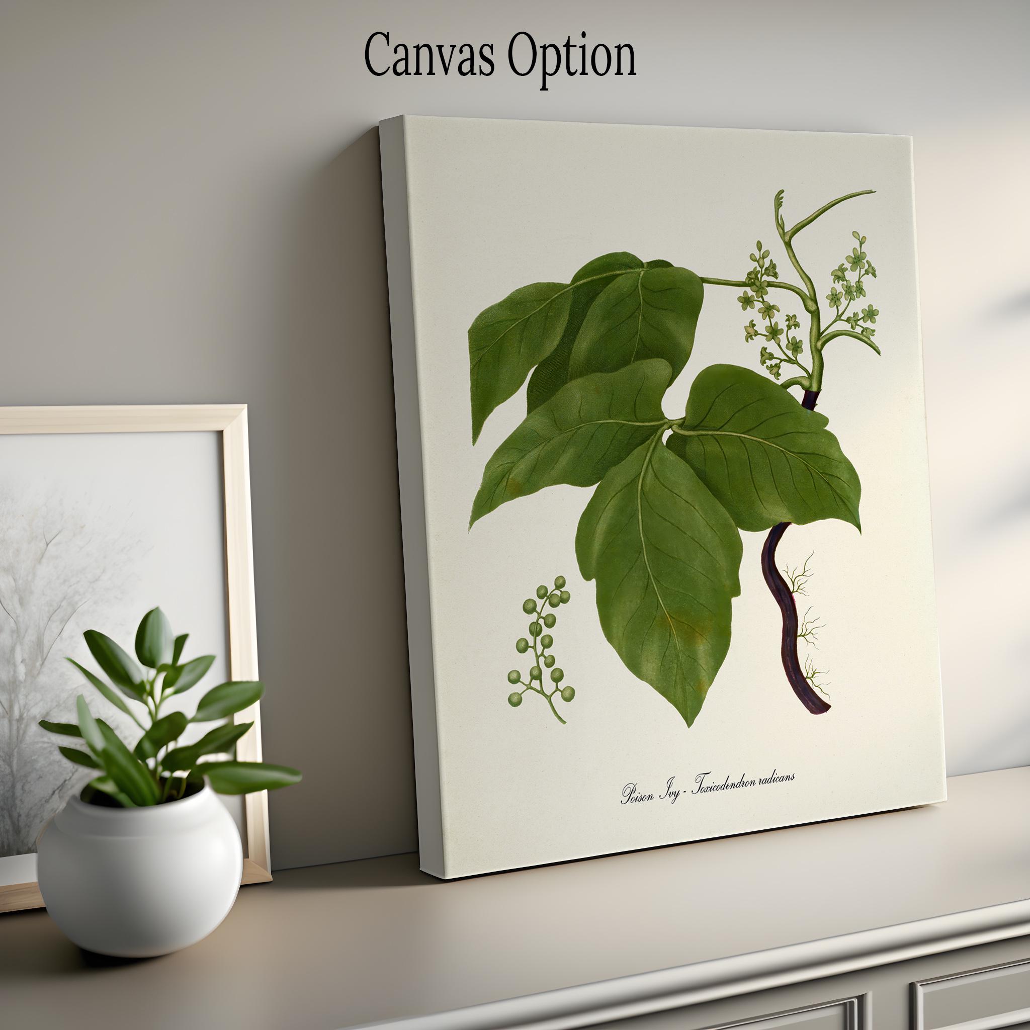 Poison Ivy Botanical Art Print, Poison Ivy Plant Wall Art