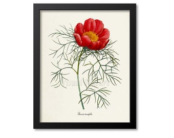 Peony Flower Art Print, Peony Botanical Art Print, Flower Wall Art, Flower Print, Floral Print, Redoute Art, red, green, Paeonia tenuifolia