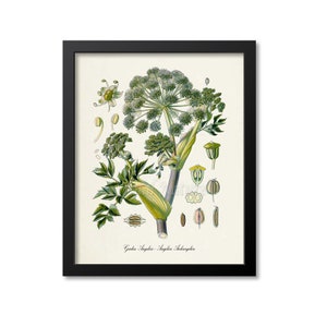 Garden Angelica Botanical Print, Garden Angelica Botanical Art Print, Garden Angelica Wall Art, Wild Celery, Angelica Archangelica