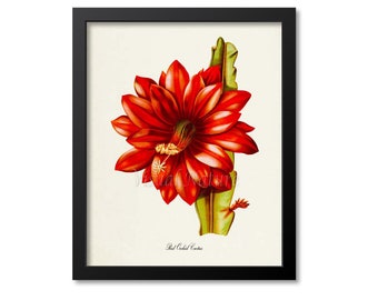 Red Orchid Cactus Flower Art Print, Botanical Art Print, Flower Wall Art, Flower Print, Floral Print, Cactus Art, red